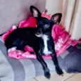 Kika 