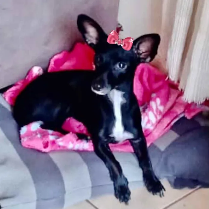 Cachorro ra a Mestiça  idade 1 ano nome Kika 