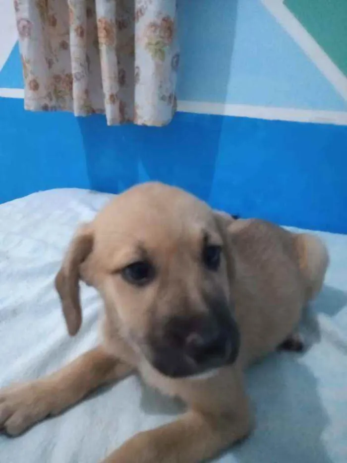 Cachorro raça RND idade 2 a 6 meses nome Maria