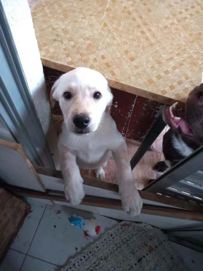 Cachorro raça Não definida idade 2 a 6 meses nome Marley