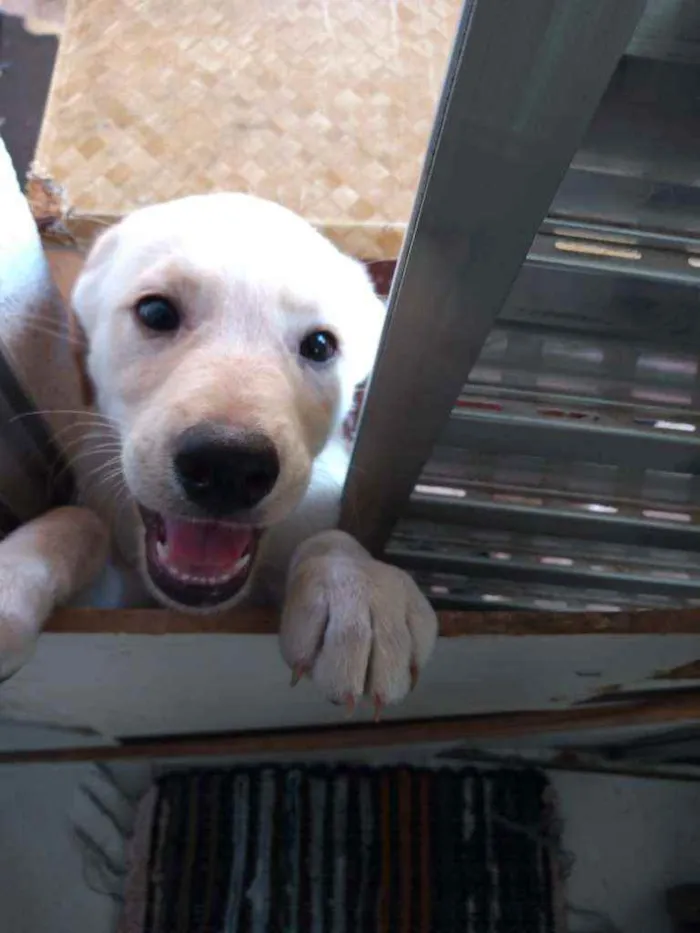 Cachorro raça Não definida idade 2 a 6 meses nome Marley