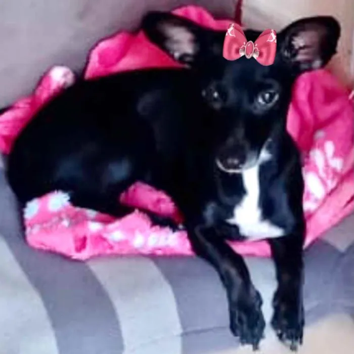 Cachorro ra a Mestiça  idade 1 ano nome Kika 