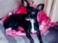 Kika 