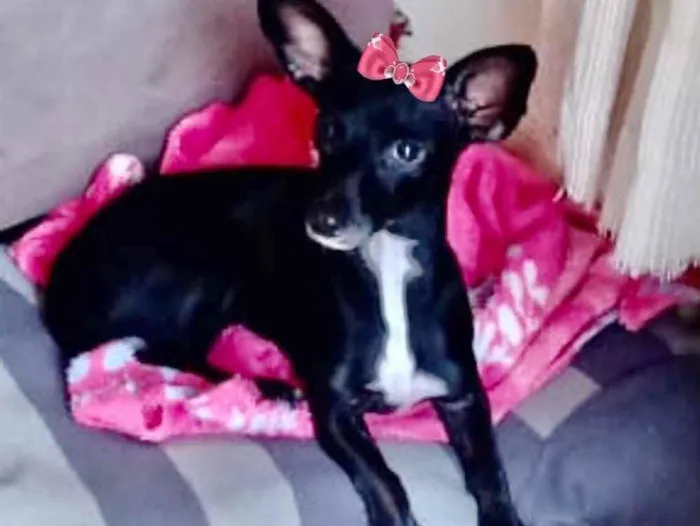 Cachorro ra a Mestiça  idade 1 ano nome Kika 