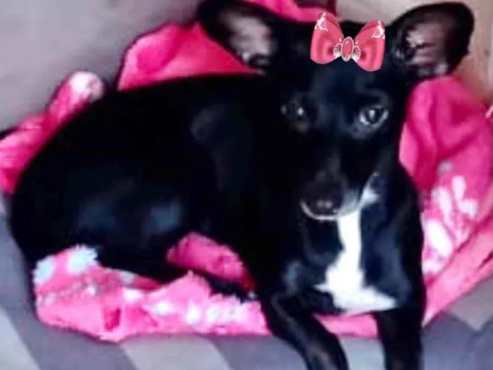 Cachorro ra a Mestiça  idade 1 ano nome Kika 