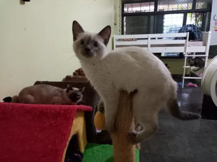 Gato raça SRD-ViraLata idade 2 a 6 meses nome Thelma 