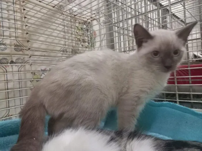 Gato raça SRD-ViraLata idade 2 a 6 meses nome Thelma 