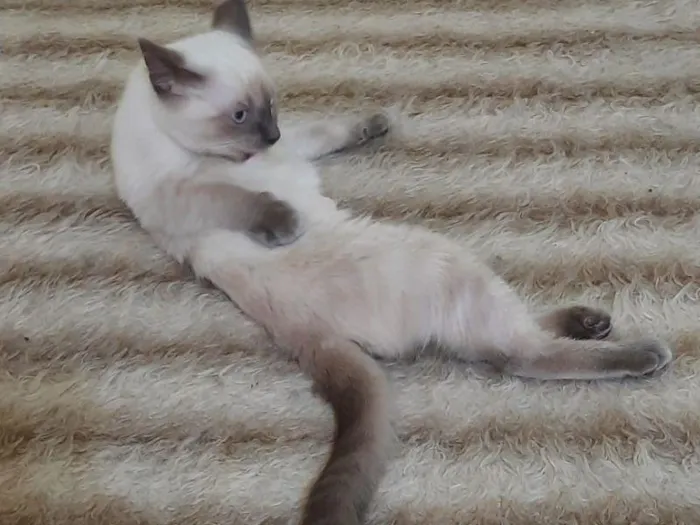 Gato raça SRD-ViraLata idade 2 a 6 meses nome Thelma 