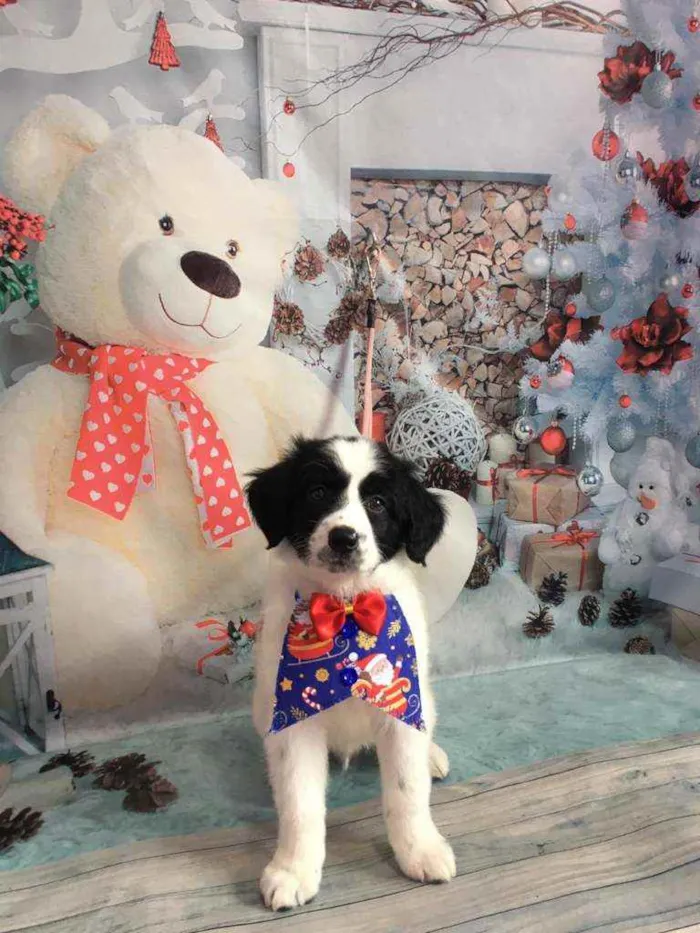 Cachorro raça Não definida idade 2 a 6 meses nome Snoopy