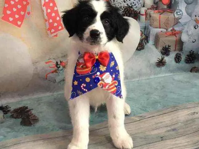 Cachorro raça Não definida idade 2 a 6 meses nome Snoopy