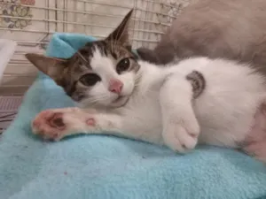 Gato raça SRD-ViraLata idade 7 a 11 meses nome Louise