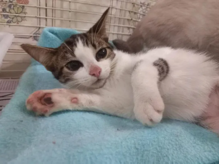 Gato raça SRD-ViraLata idade 7 a 11 meses nome Louise