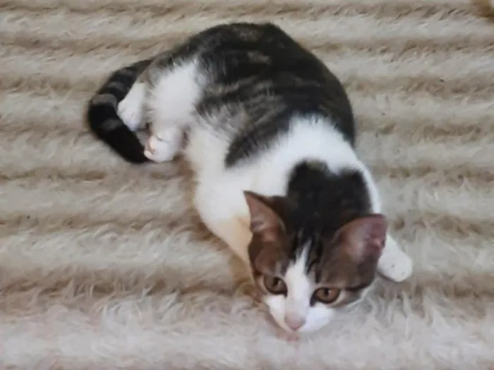 Gato raça SRD-ViraLata idade 7 a 11 meses nome Louise