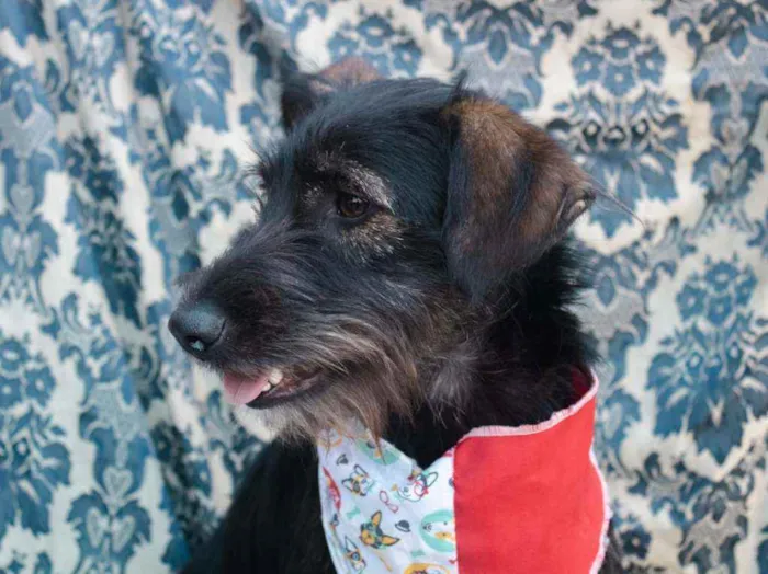 Cachorro ra a SRD idade 2 anos nome Gaya