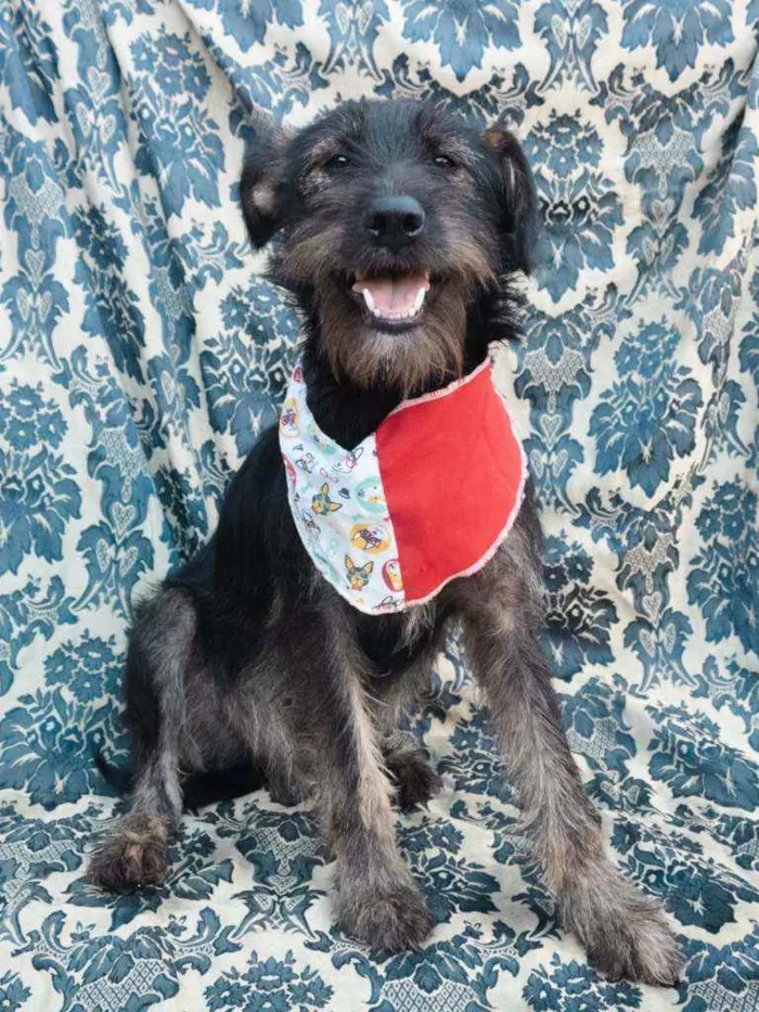 Cachorro ra a SRD idade 2 anos nome Gaya