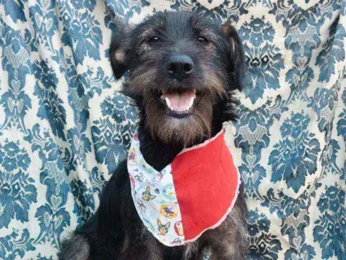 Cachorro ra a SRD idade 2 anos nome Gaya