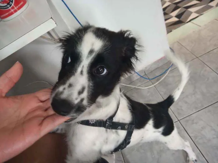 Cachorro ra a Sem Raça idade 2 a 6 meses nome Duke