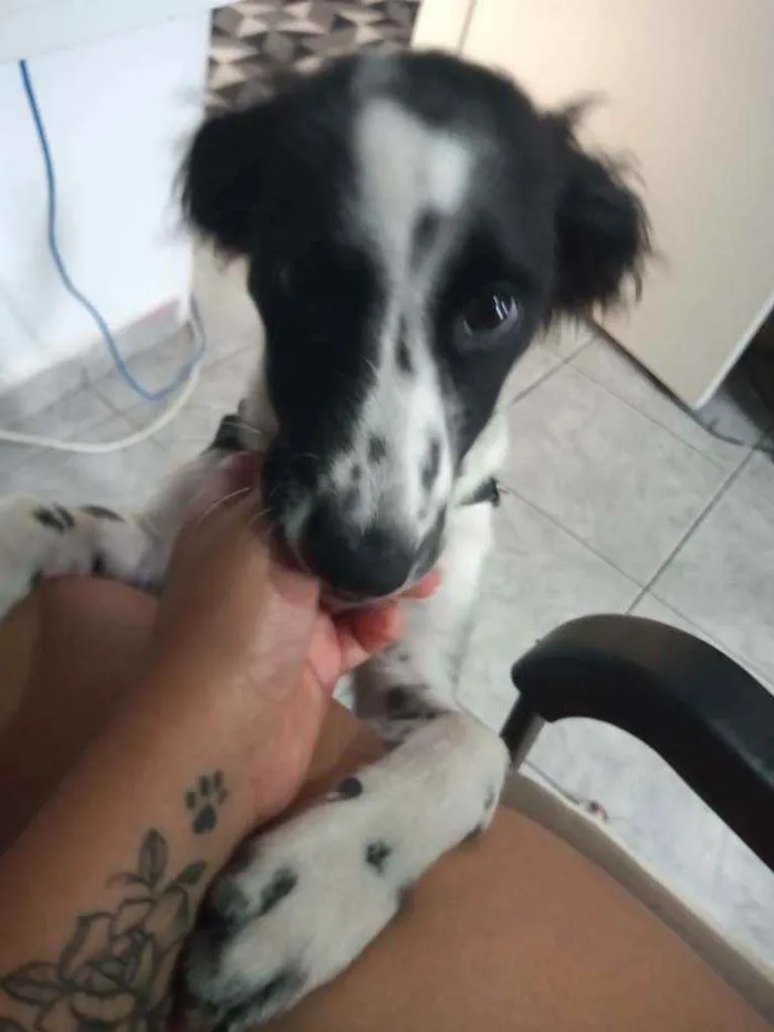 Cachorro ra a Sem Raça idade 2 a 6 meses nome Duke
