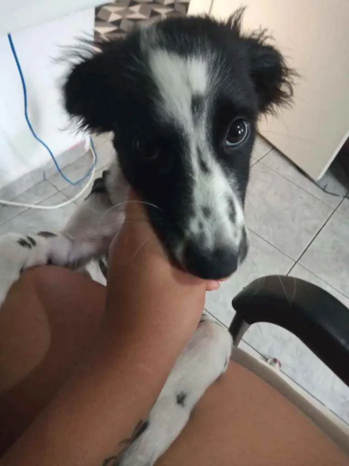 Cachorro ra a Sem Raça idade 2 a 6 meses nome Duke