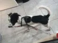 Duke