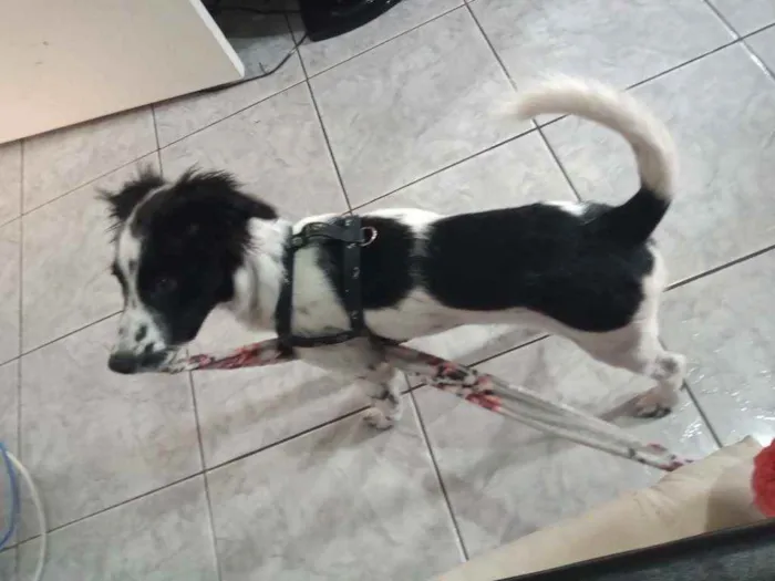 Cachorro ra a Sem Raça idade 2 a 6 meses nome Duke