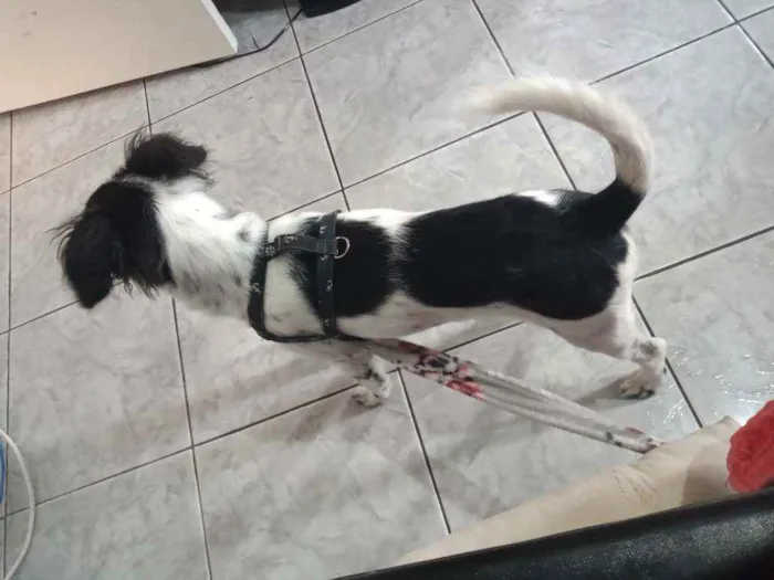 Cachorro ra a Sem Raça idade 2 a 6 meses nome Duke