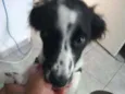 Duke