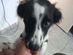Cachorro raça Sem Raça idade 2 a 6 meses nome Duke