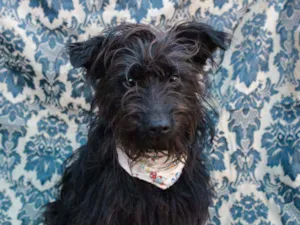Cachorro raça SRD idade 1 ano nome Dado