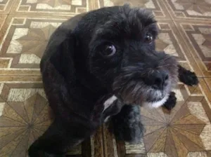 Cachorro raça SRD-ViraLata idade 3 anos nome Neguinho