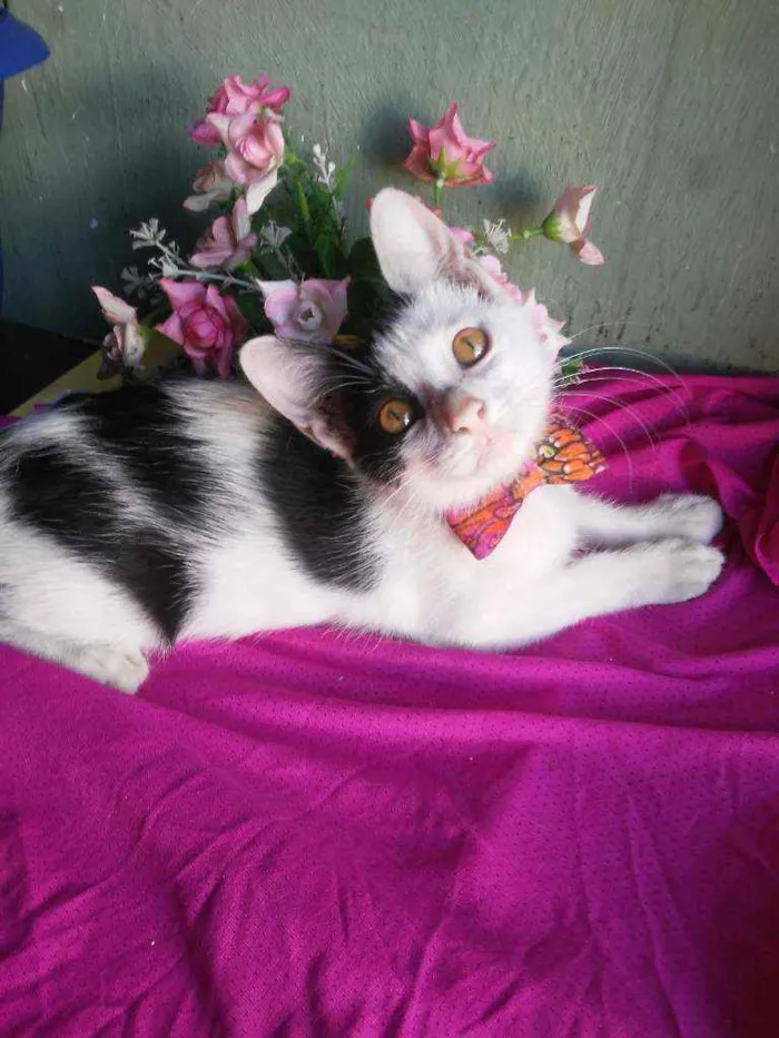 Gato ra a Comum idade 2 a 6 meses nome Bobi