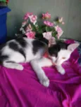 Bobi