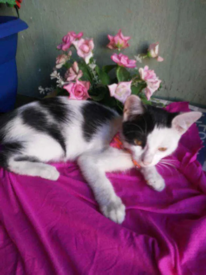 Gato ra a Comum idade 2 a 6 meses nome Bobi