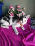 Bobi