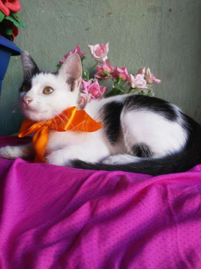 Gato ra a Comum idade 2 a 6 meses nome Bobi