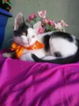 Bobi