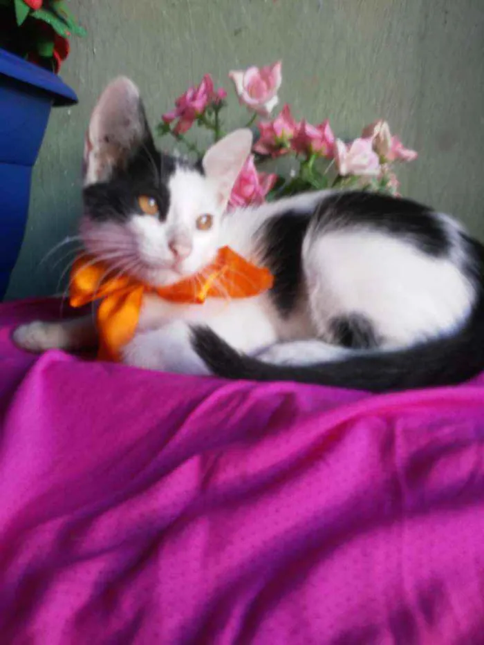 Gato ra a Comum idade 2 a 6 meses nome Bobi