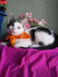 Bobi