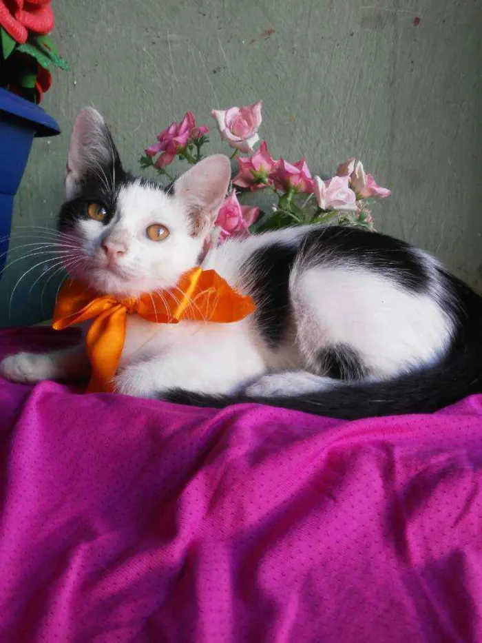 Gato ra a Comum idade 2 a 6 meses nome Bobi