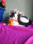 Bobi