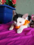 Bobi