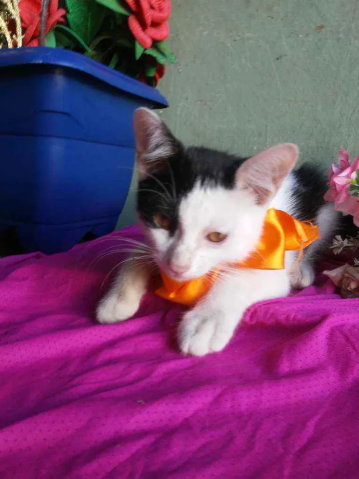 Gato ra a Comum idade 2 a 6 meses nome Bobi