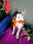 Bobi