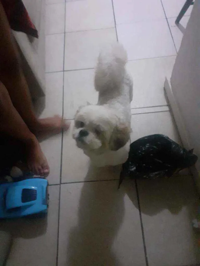Cachorro raça Shih-tzu idade 5 anos nome Nino