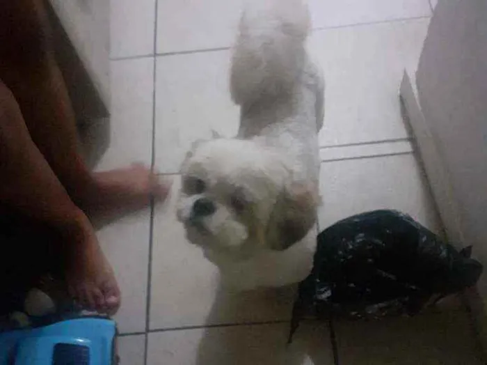 Cachorro raça Shih-tzu idade 5 anos nome Nino
