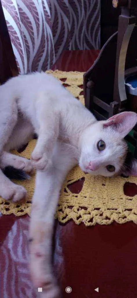 Gato ra a Indefinida idade 2 a 6 meses nome Sem nome