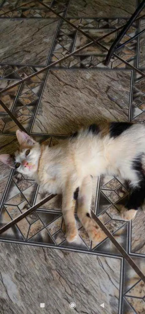 Gato ra a Indefinida idade 2 a 6 meses nome Sem nome