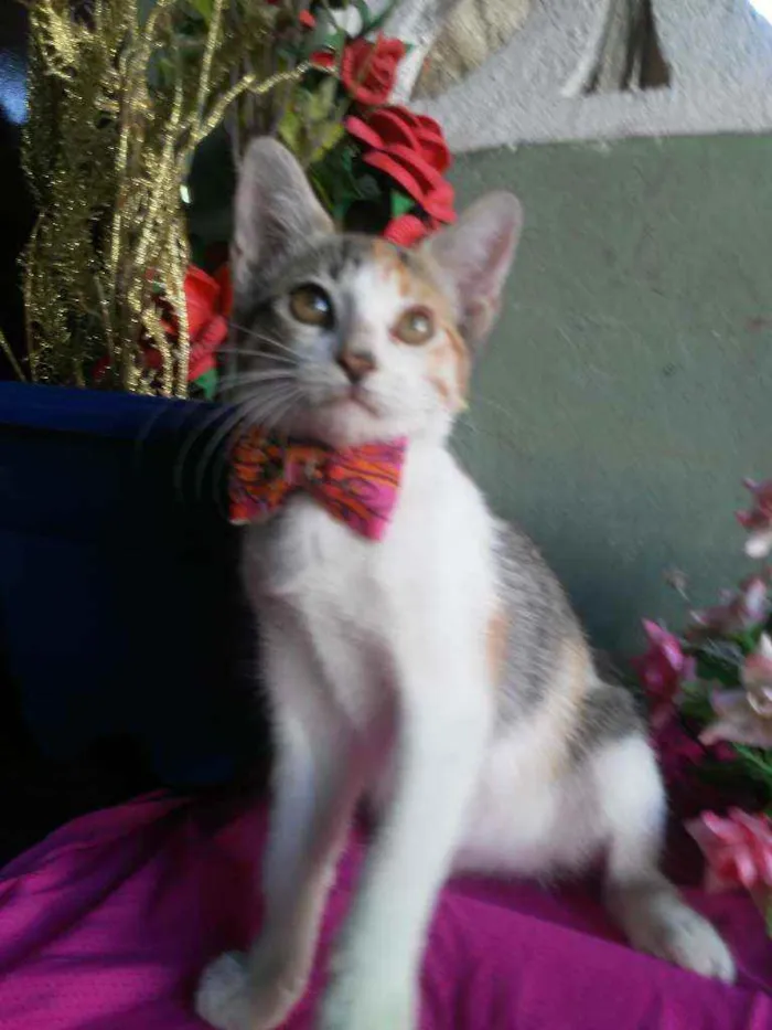 Gato ra a Comum tricolor idade 2 a 6 meses nome Penelope