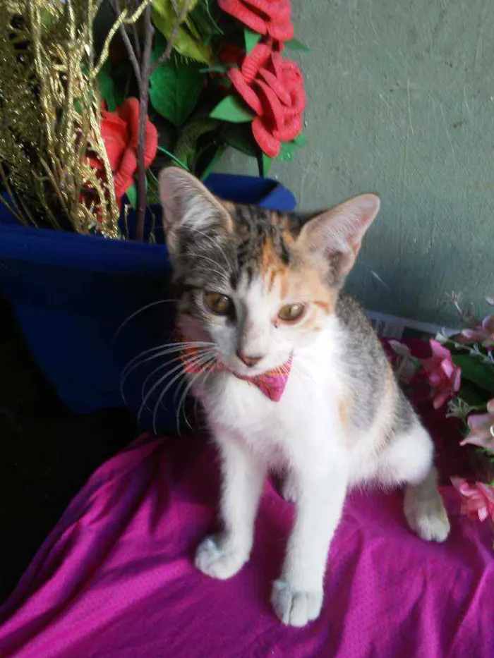 Gato ra a Comum tricolor idade 2 a 6 meses nome Penelope