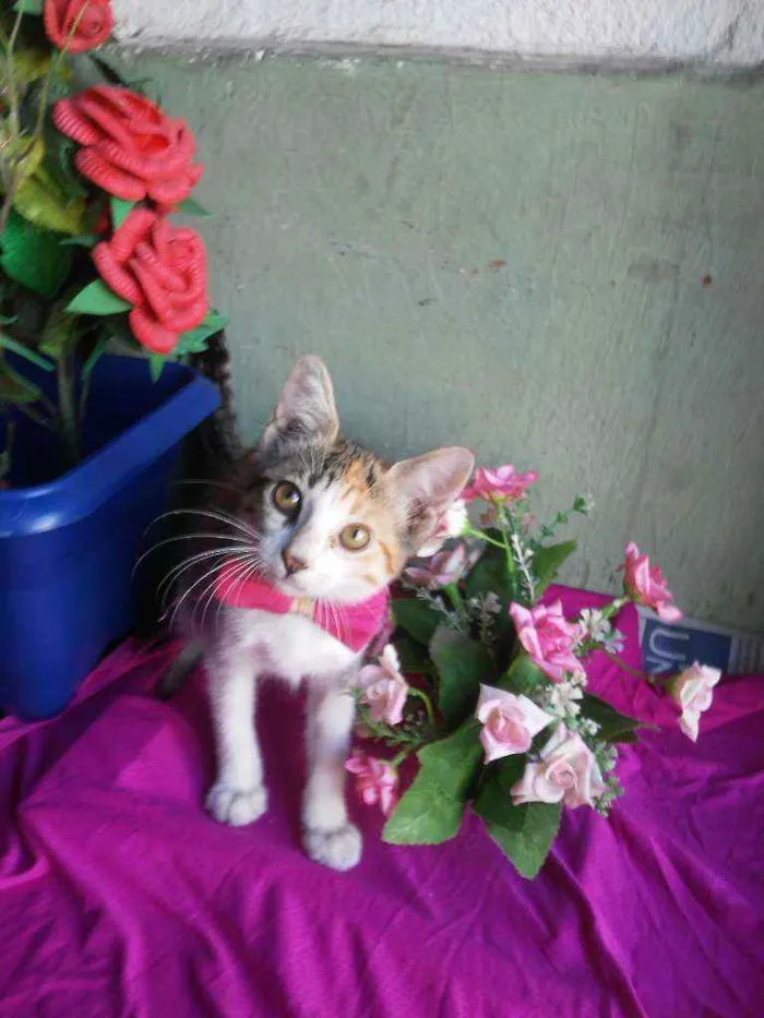 Gato ra a Comum tricolor idade 2 a 6 meses nome Penelope